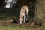 WHIPPET 399